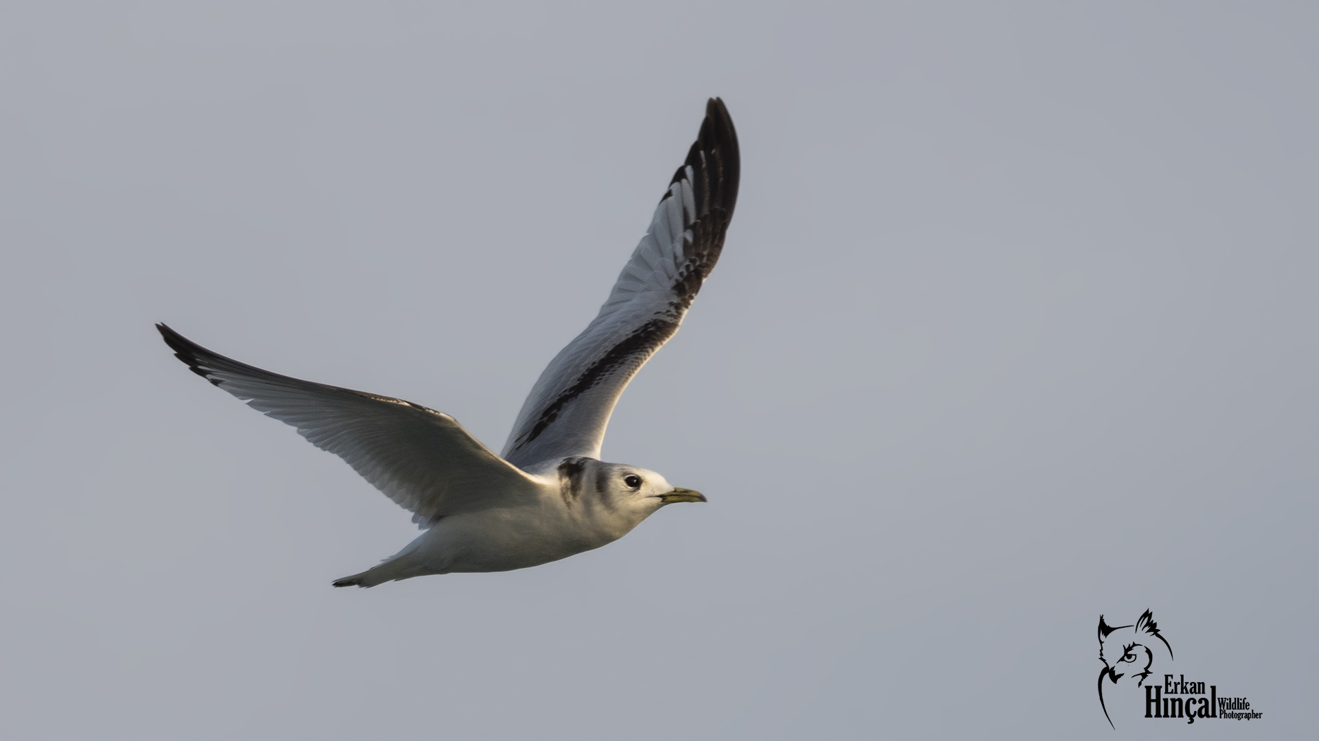 Black-legged Kittiwake