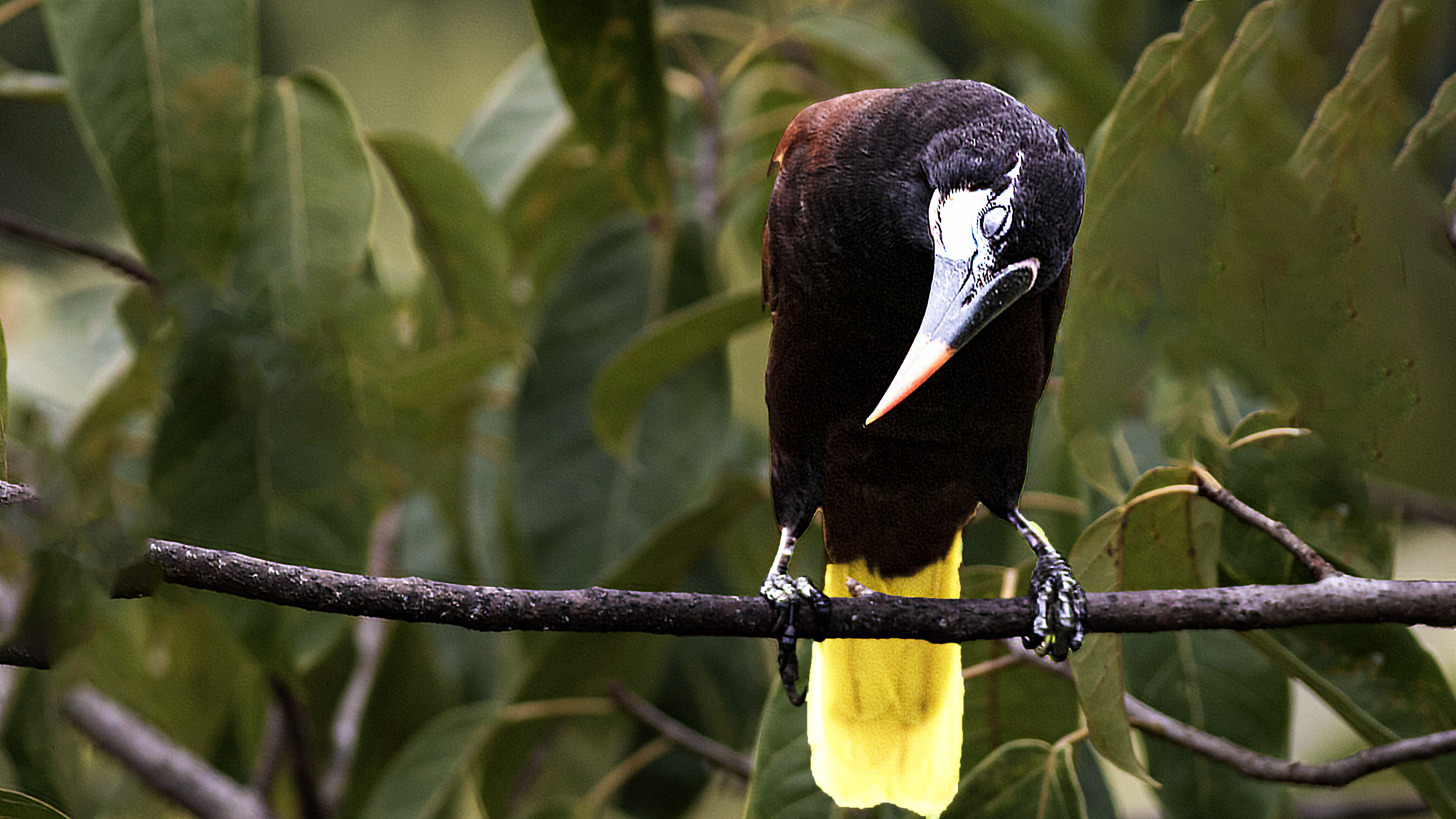 Montezuma Oropendola