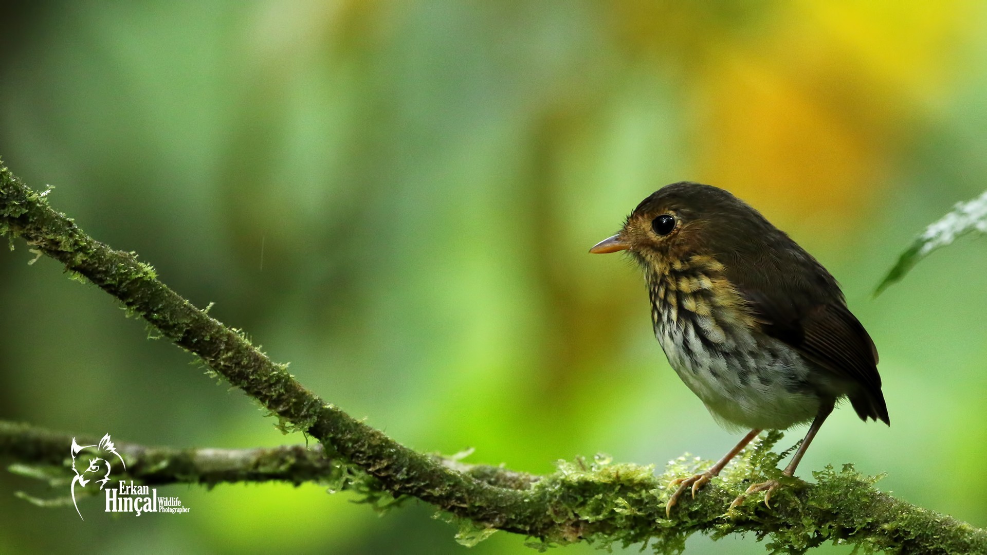 Ochre-breasted Antpitta — Ana fotoğraf