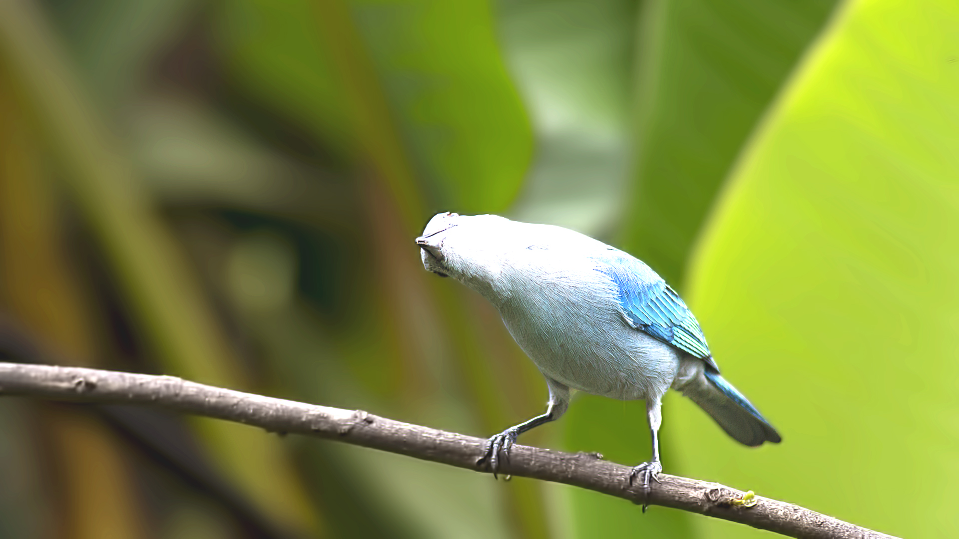 Blue-gray Tanager
