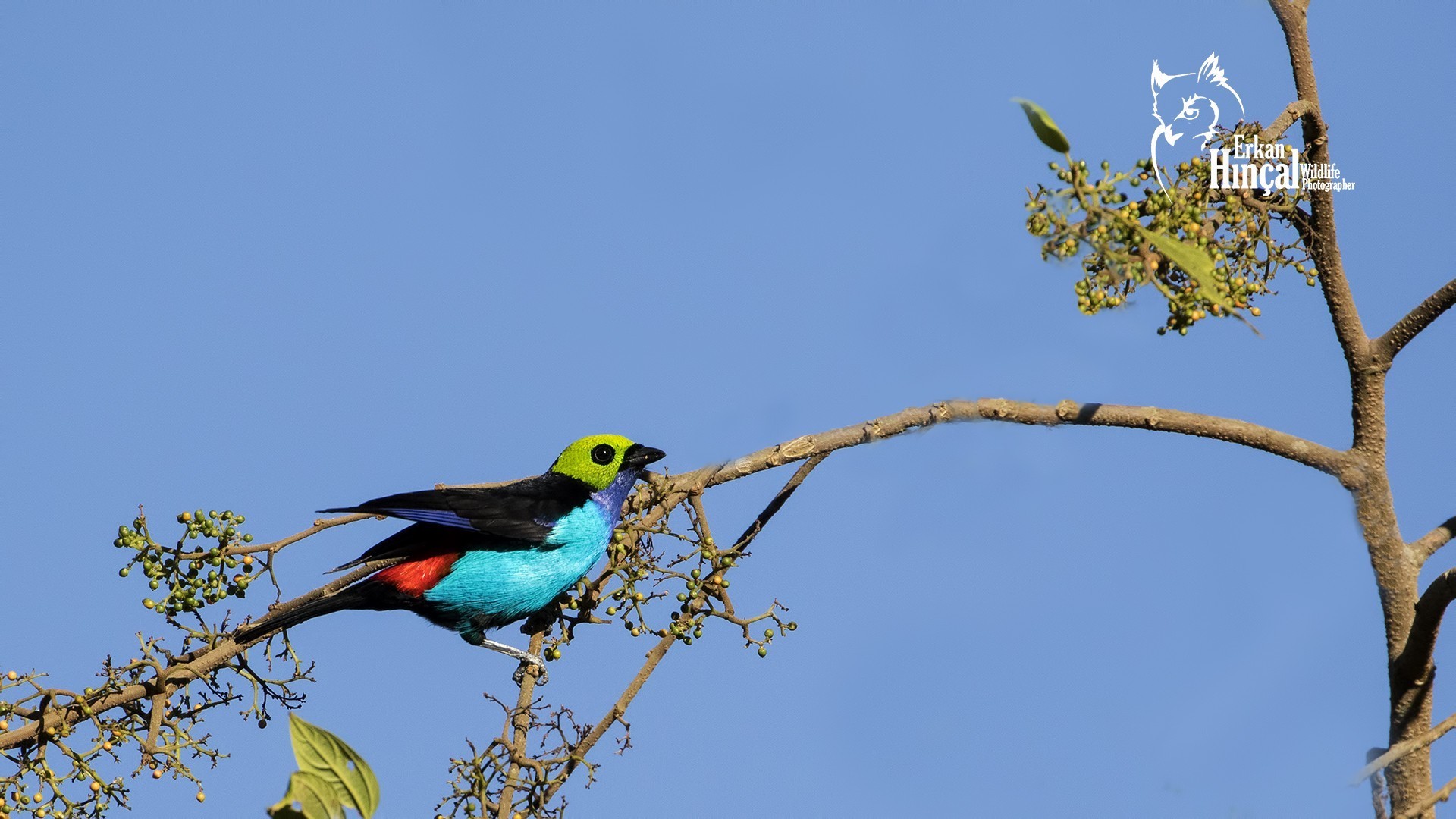 Paradise Tanager — Ana fotoğraf