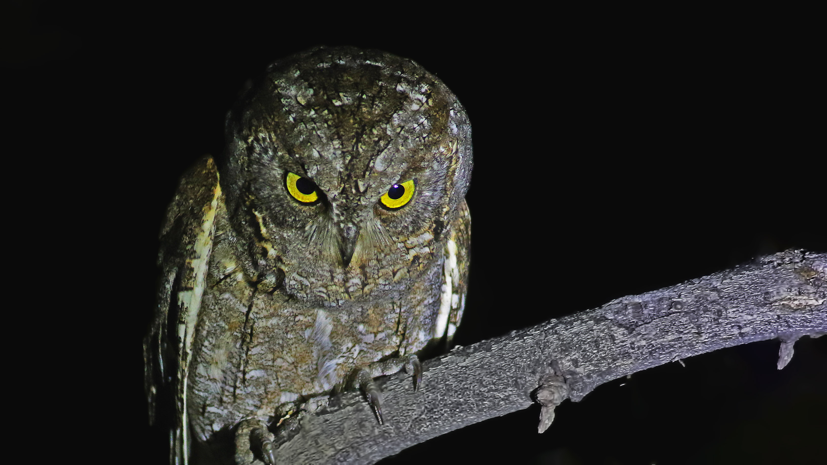 Eurasian Scops-Owl — Ana fotoğraf