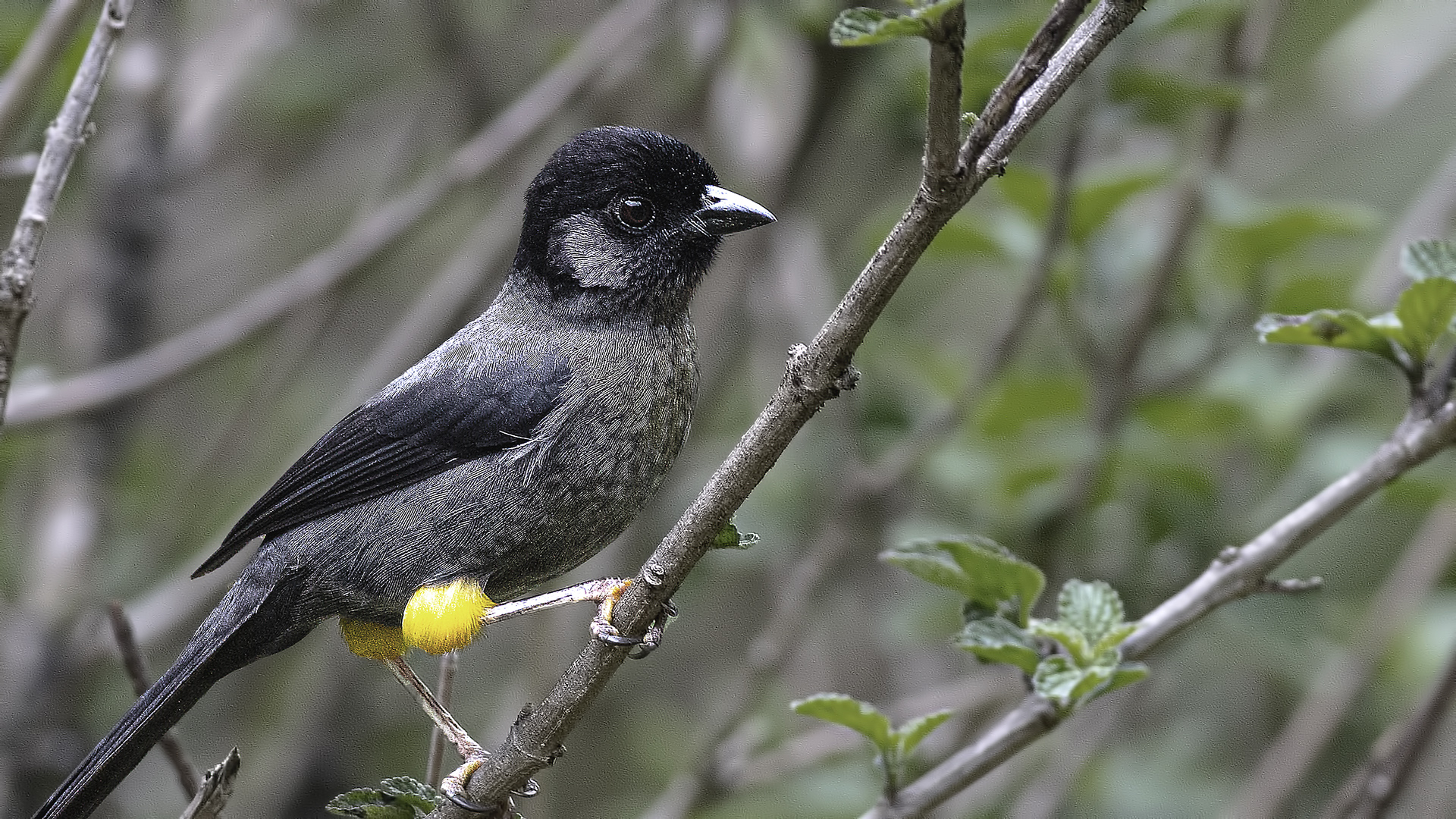 Yellow-thighed Brushfinch