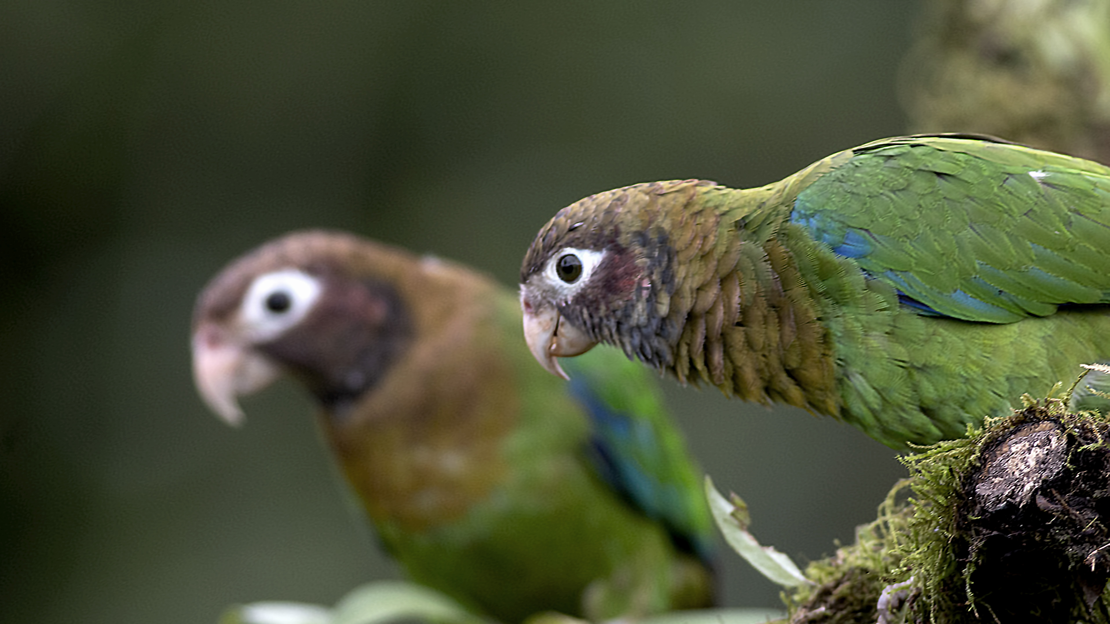 Brown-hooded Parrot