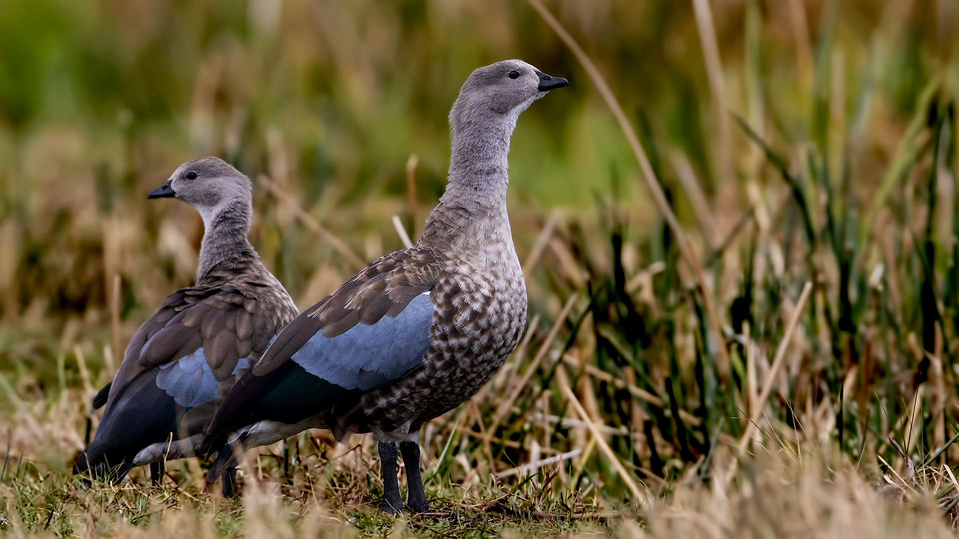 Blue-winged Goose