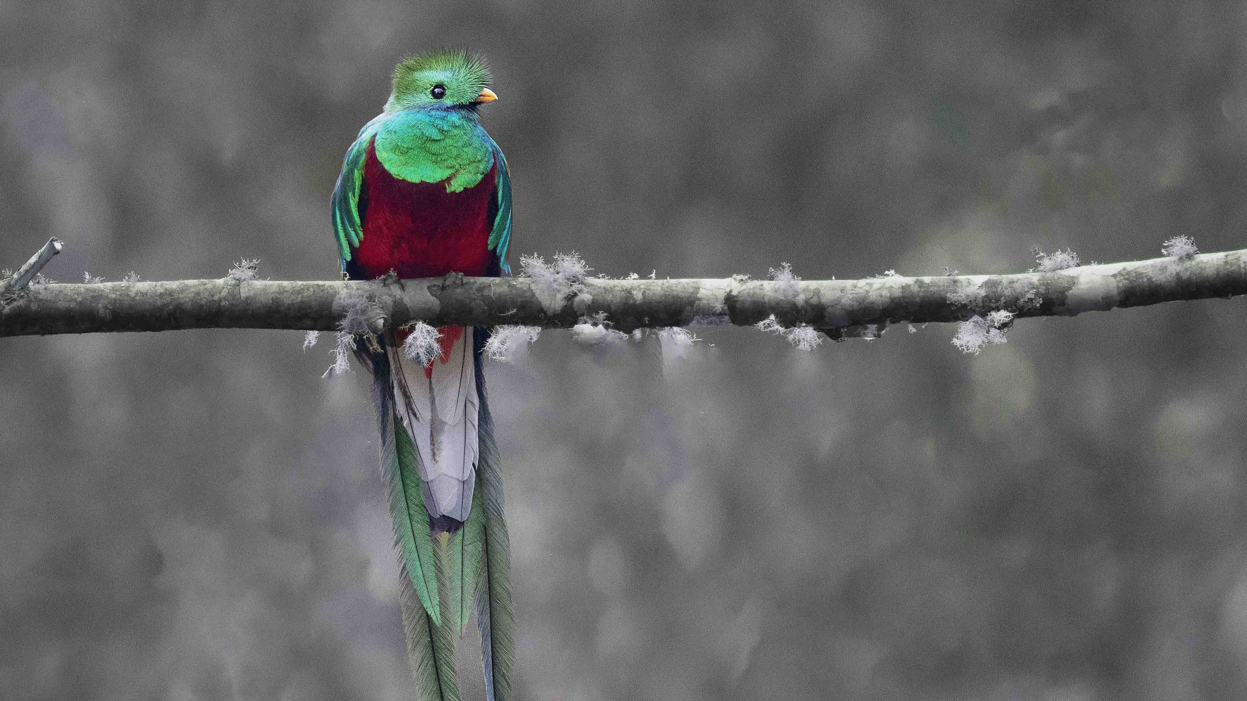Resplendent Quetzal