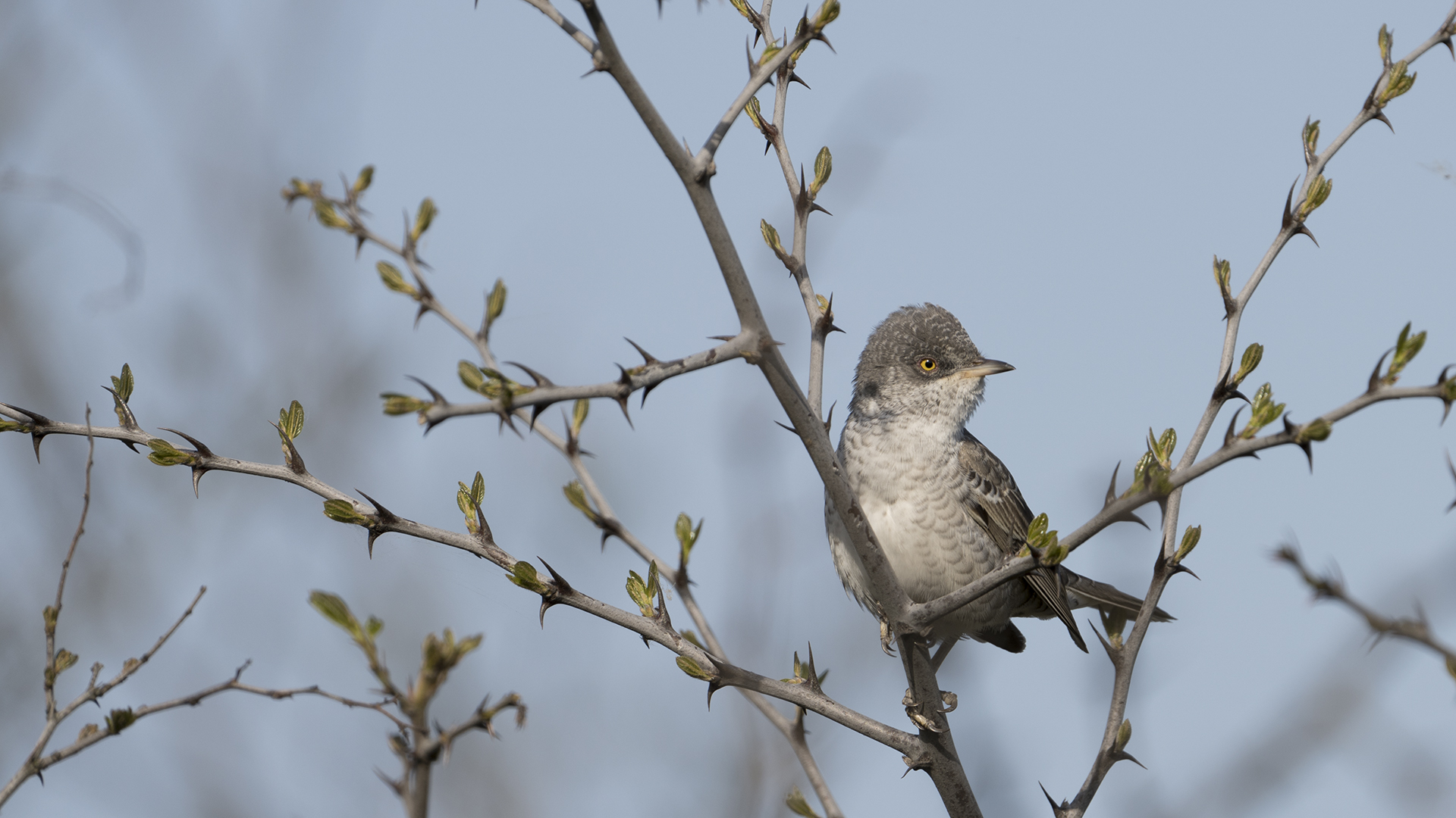 Barred Warbler — Ana fotoğraf