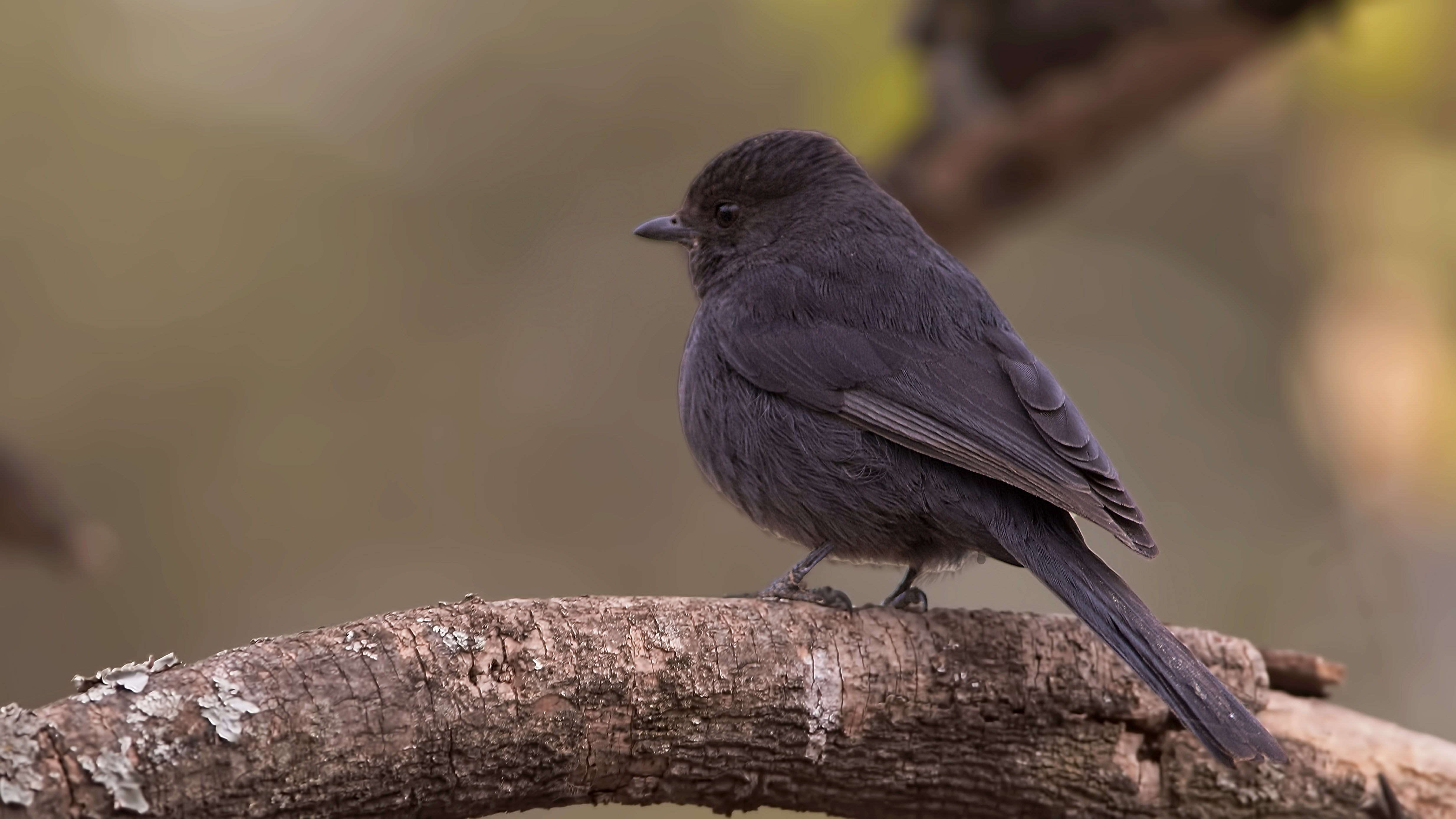 Northern Black-Flycatcher — Ana fotoğraf
