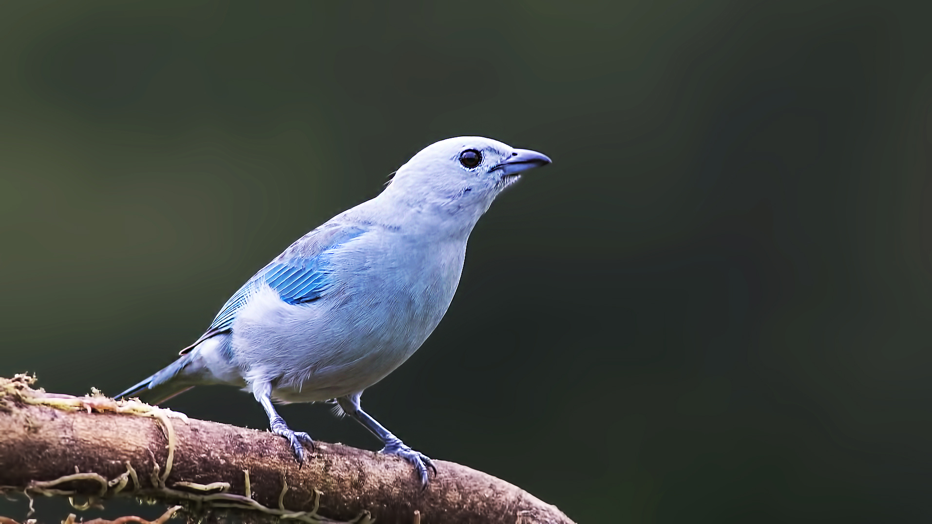 Blue-gray Tanager
