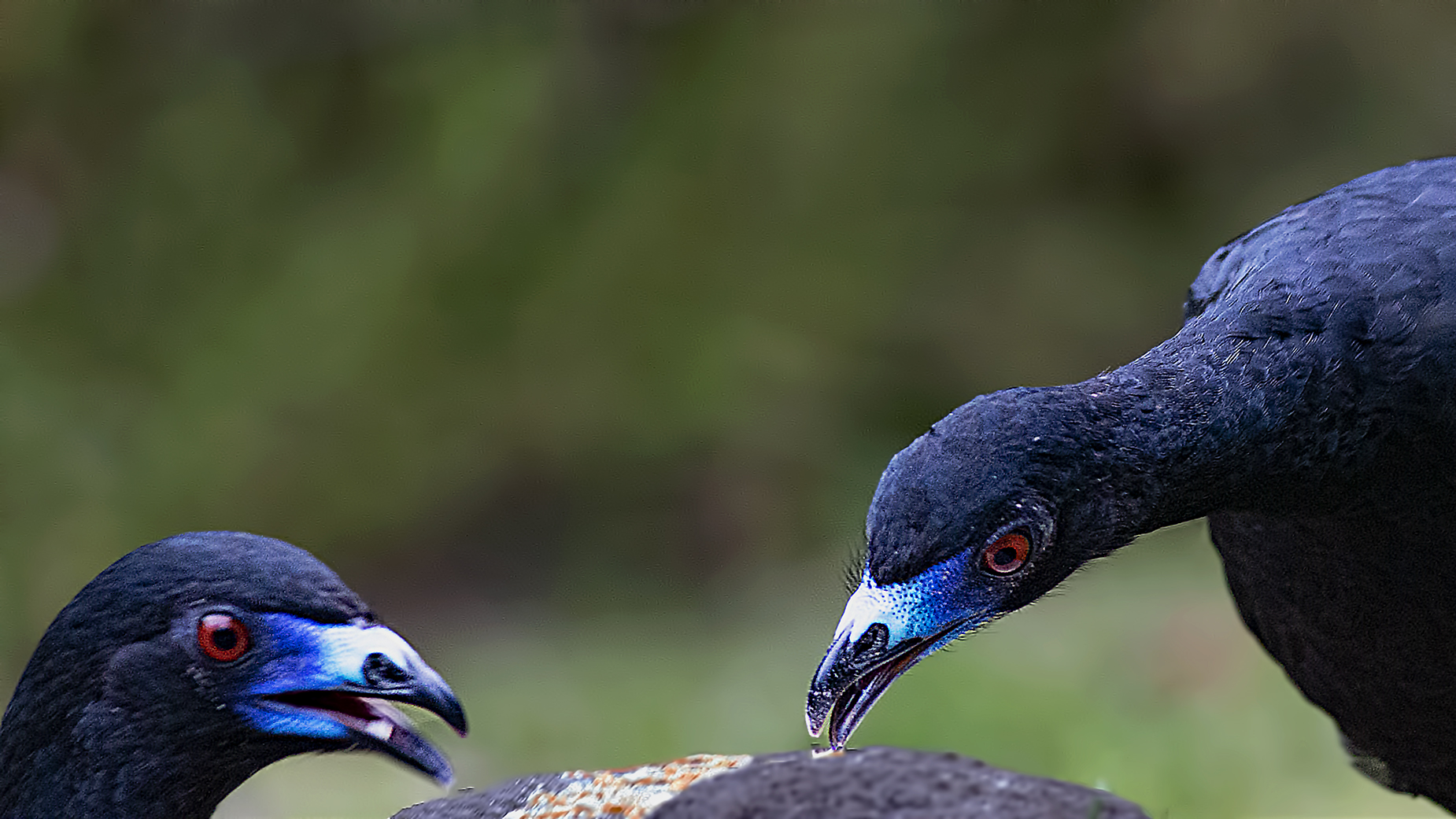 Black Guan
