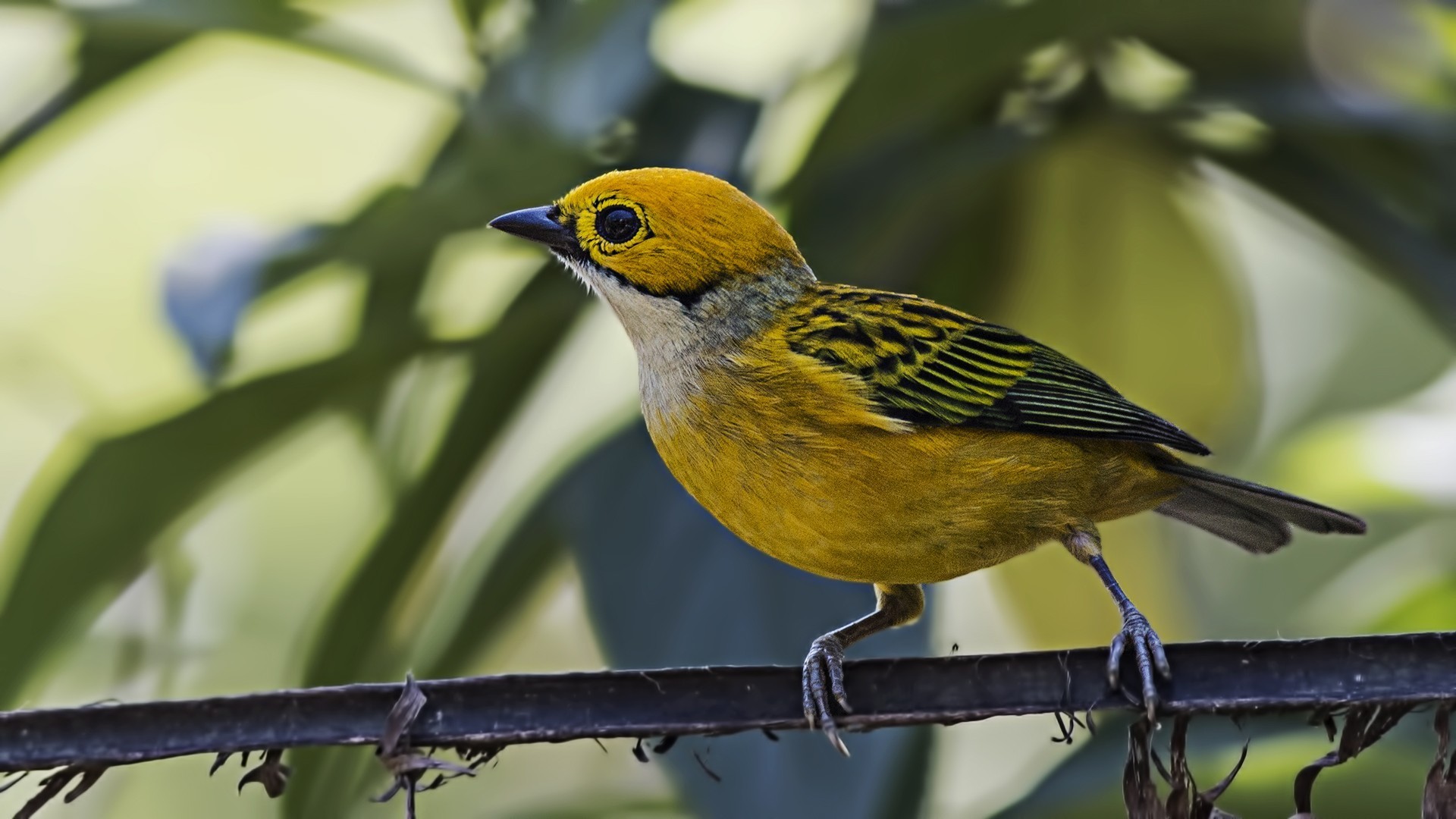 Silver-throated Tanager — Ana fotoğraf