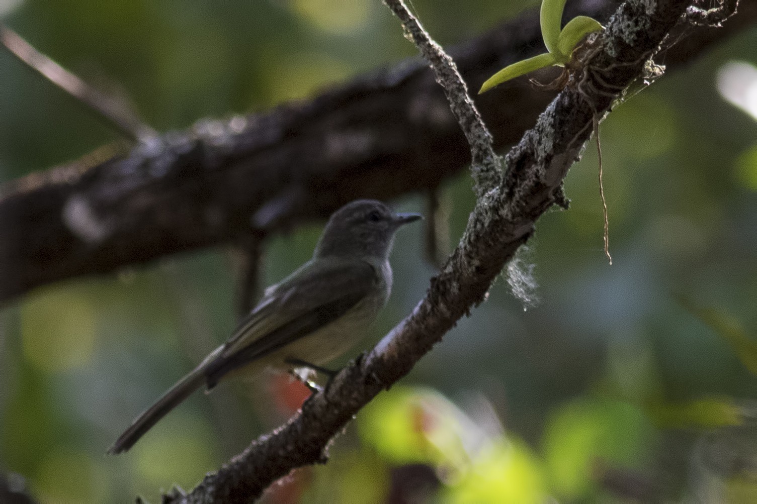 Slaty Flowerpiercer