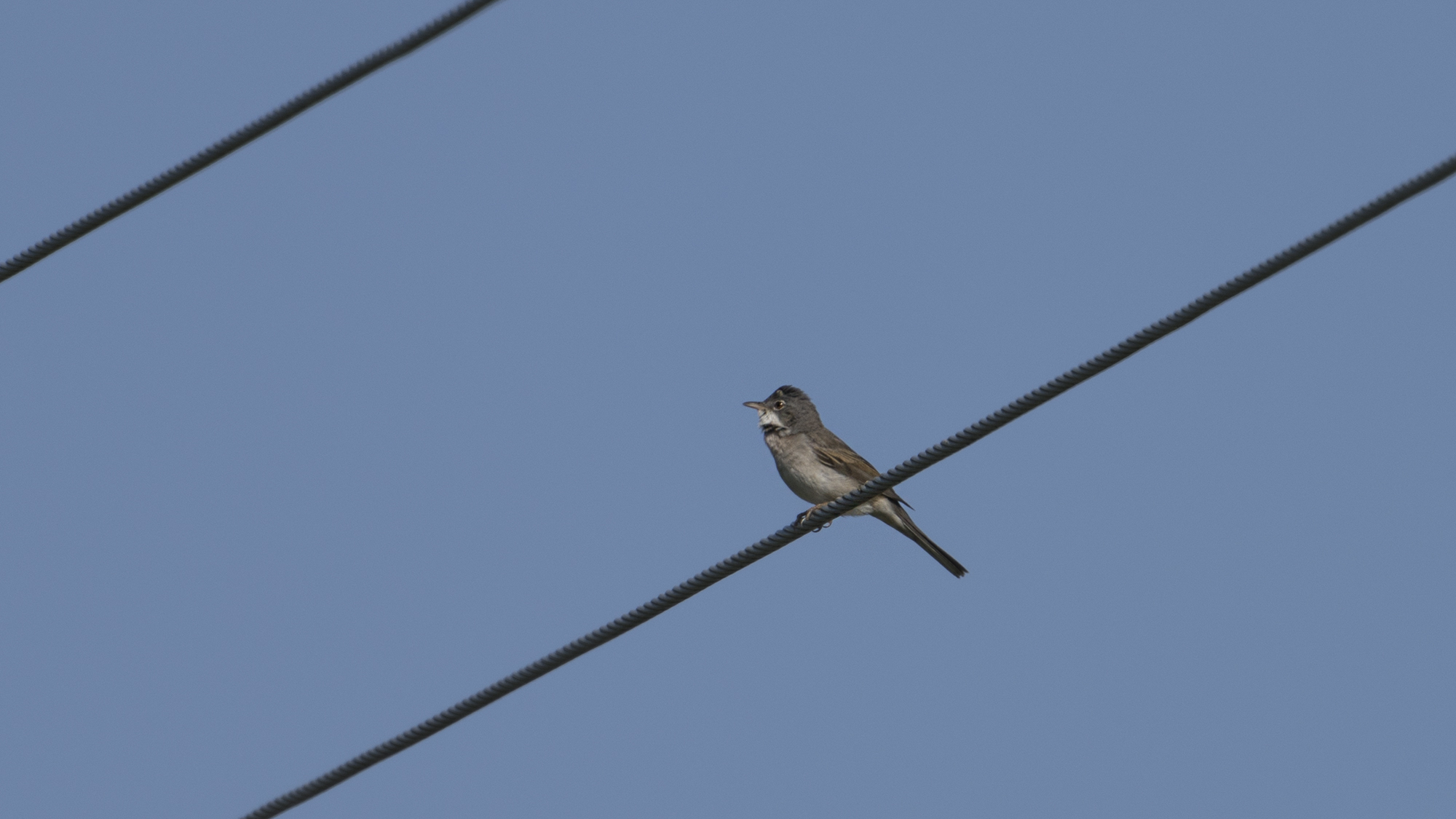 Greater Whitethroat