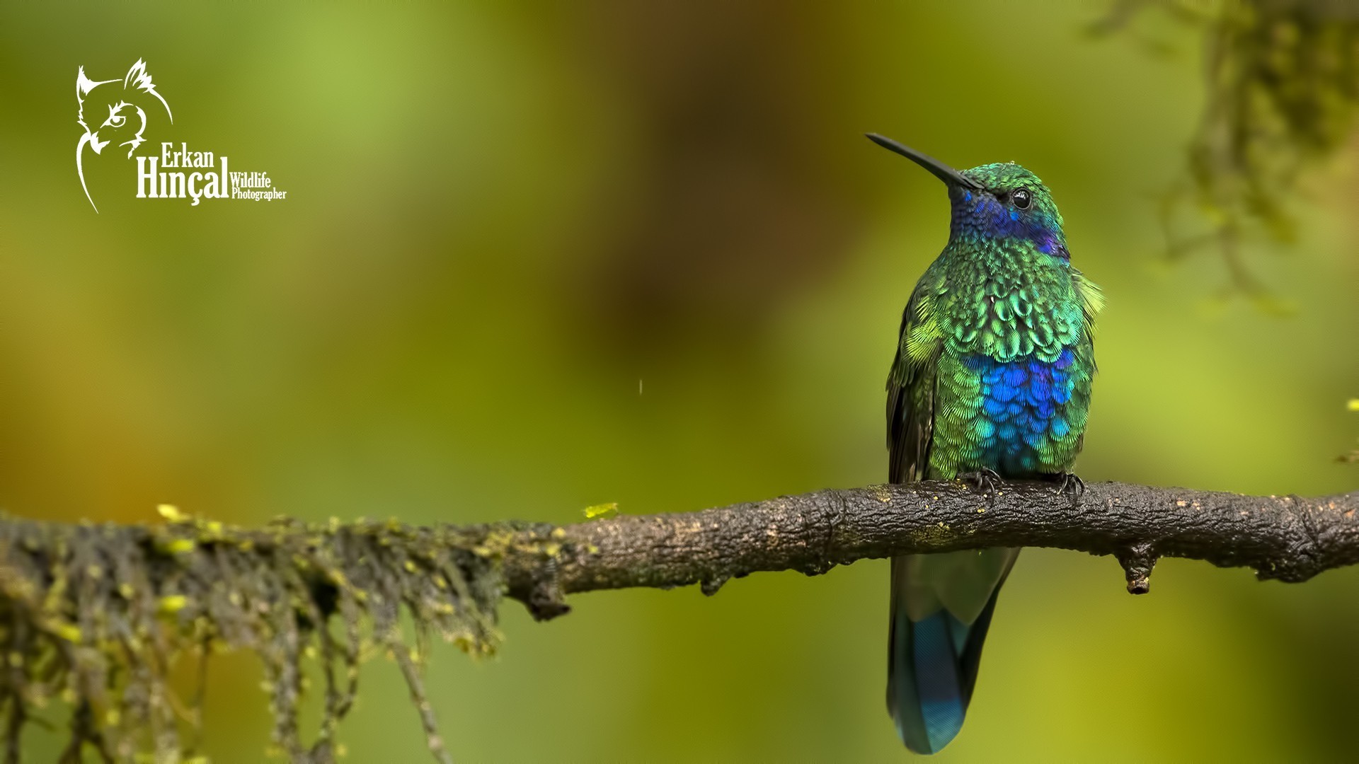 Sparkling Violet-ear — Ana fotoğraf