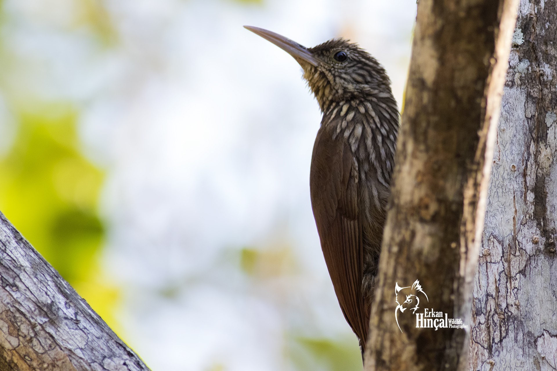 Spot-crowned Woodcreeper — Ana fotoğraf