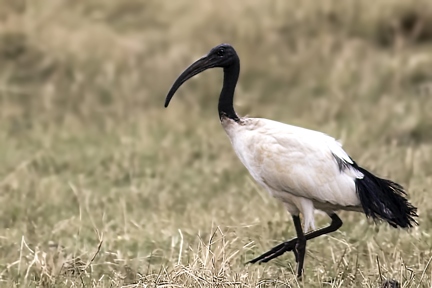 African Sacred Ibis