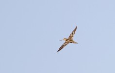 Great Snipe