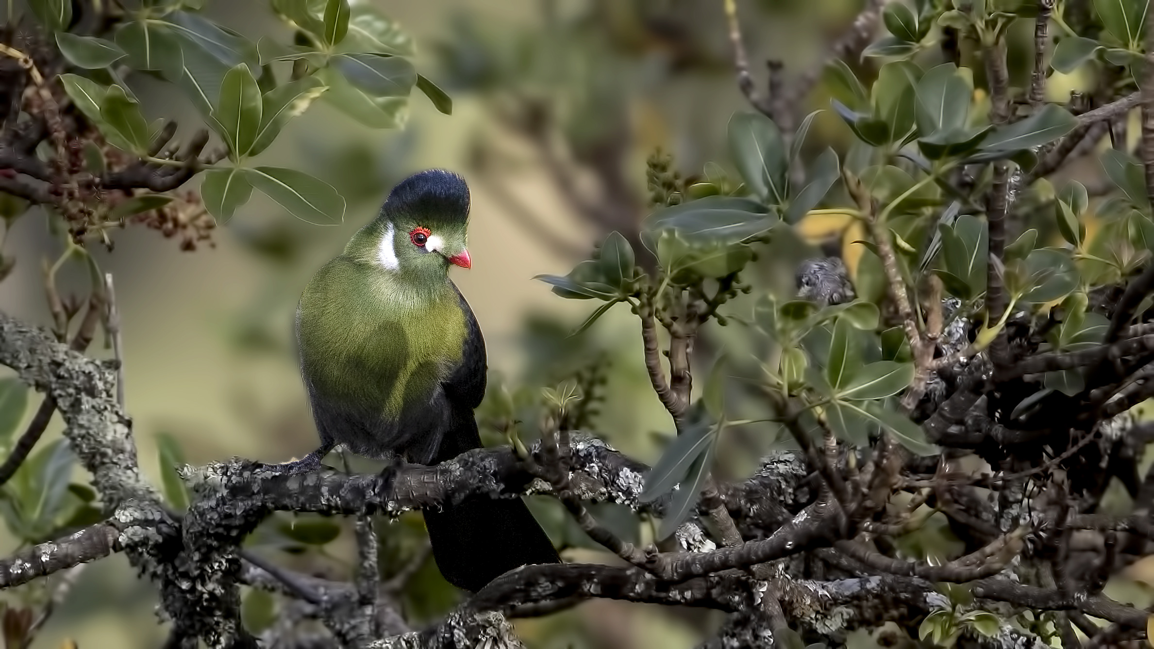 White-cheeked Turaco