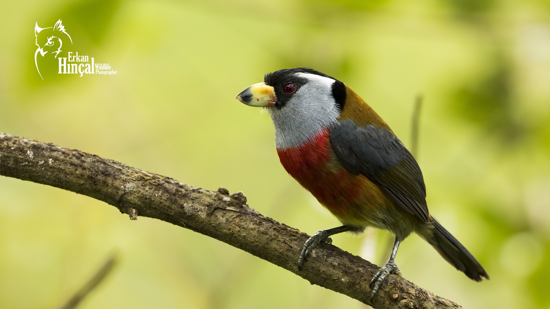 Toucan Barbet