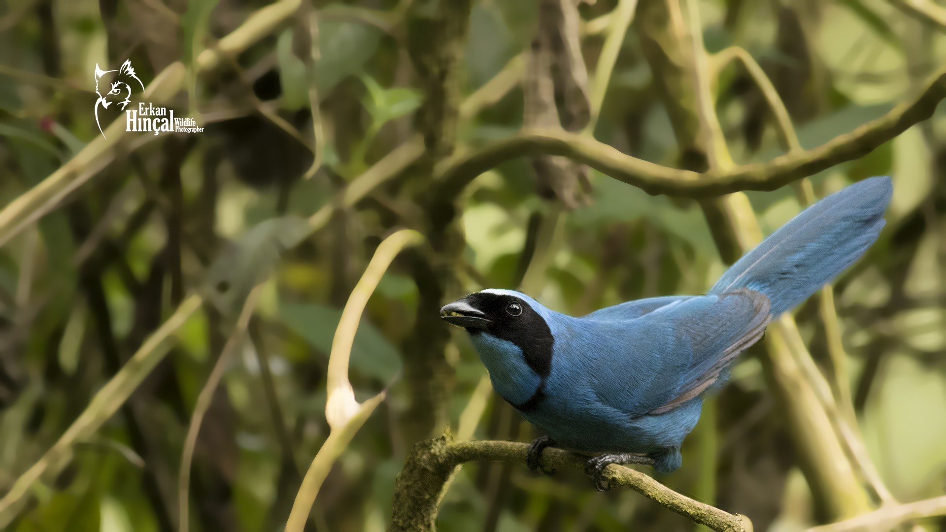 Turquoise Jay — Ana fotoğraf