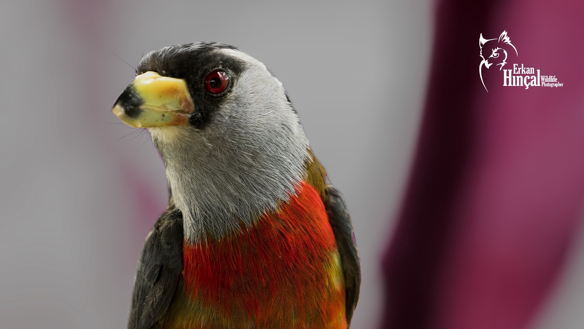 Toucan Barbet
