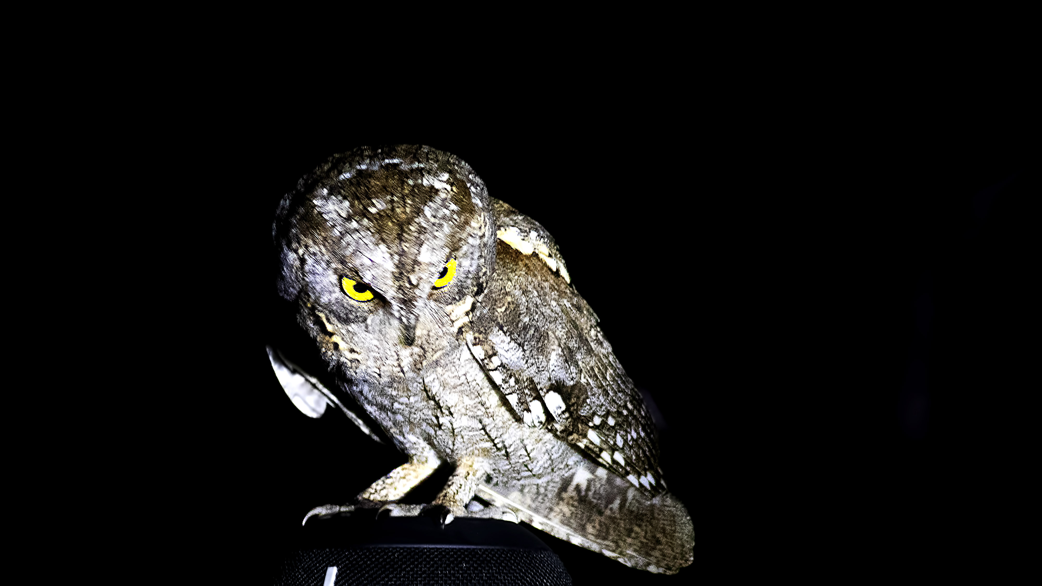 Eurasian Scops-Owl — Ana fotoğraf