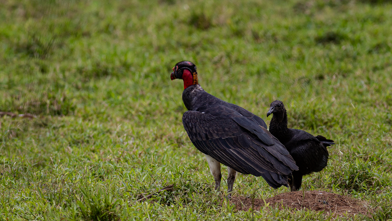 King Vulture