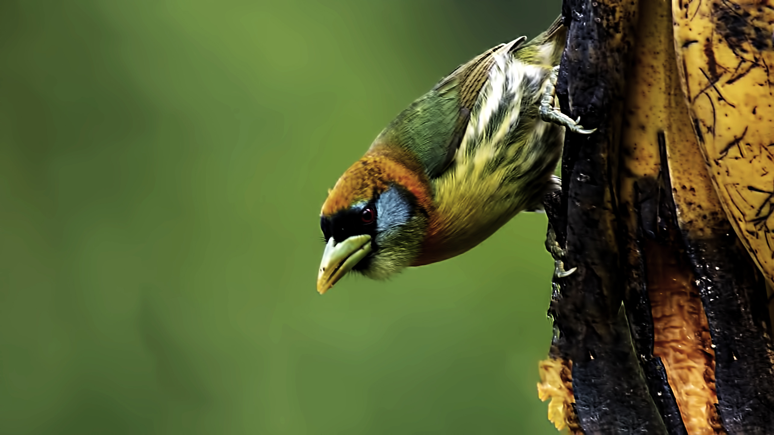 Red-headed Barbet