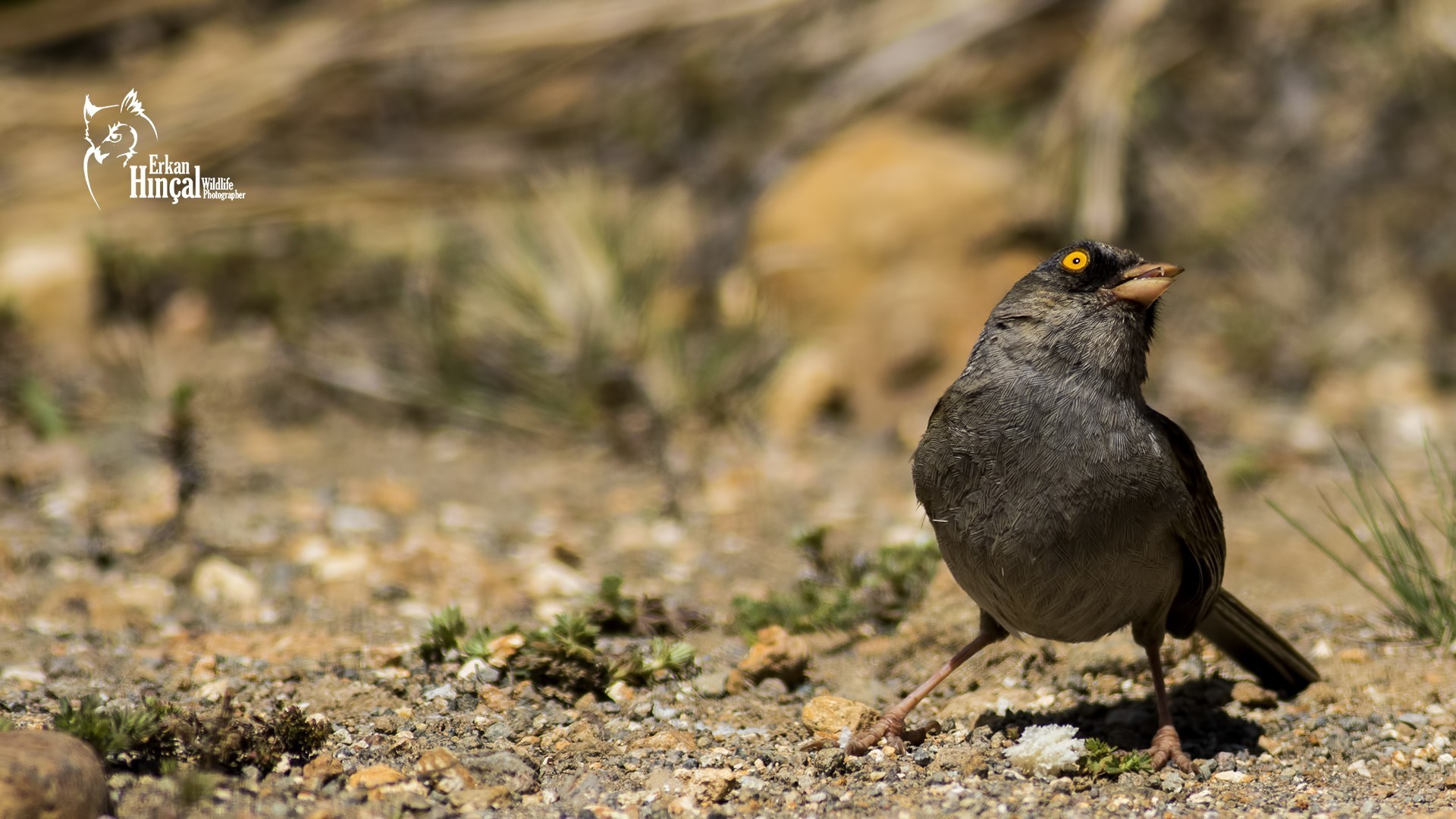 Volcano Junco — Ana fotoğraf