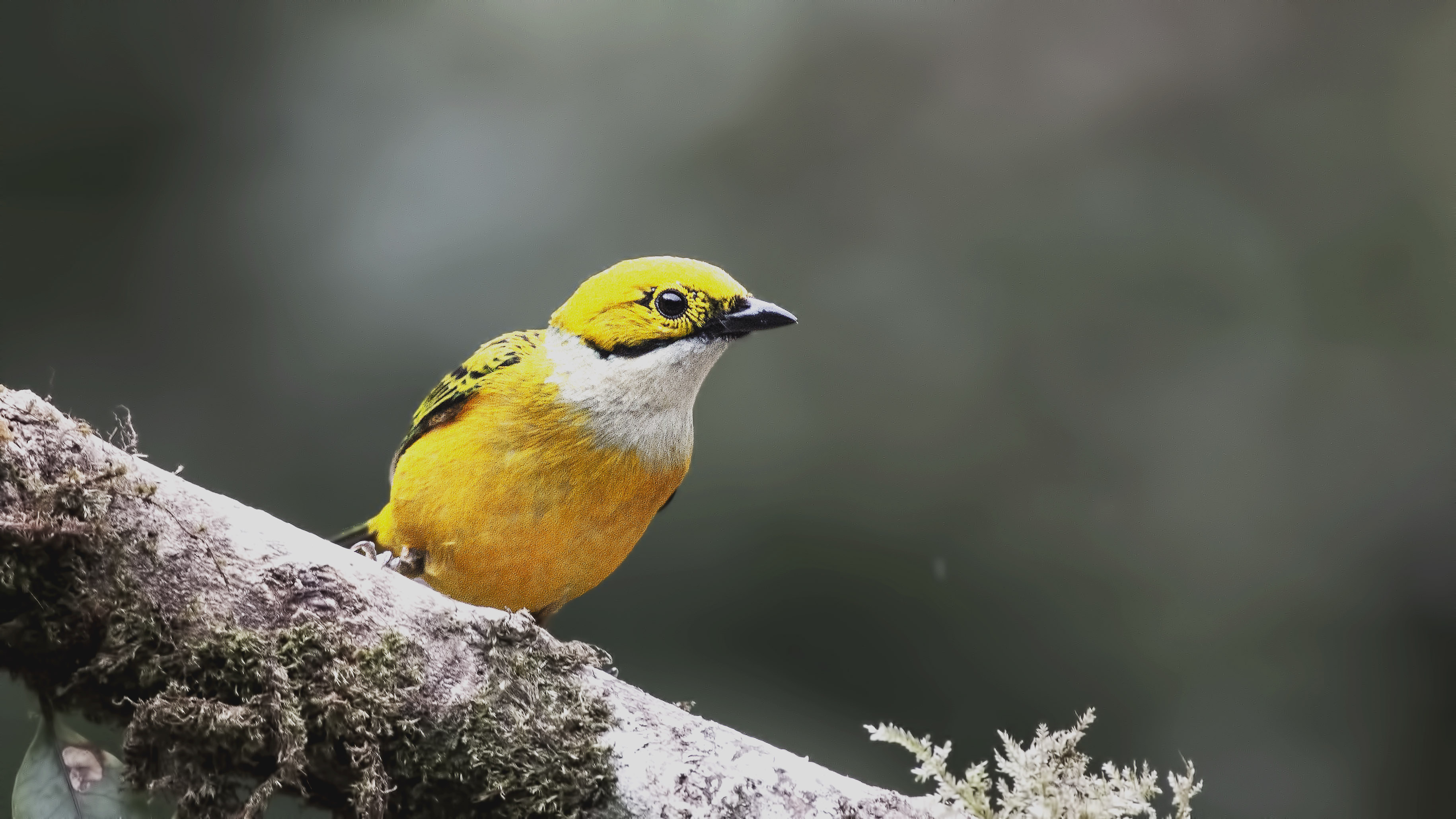 Silver-throated Tanager