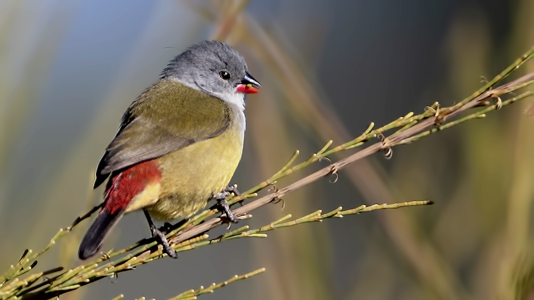 Yellow-bellied Waxbill