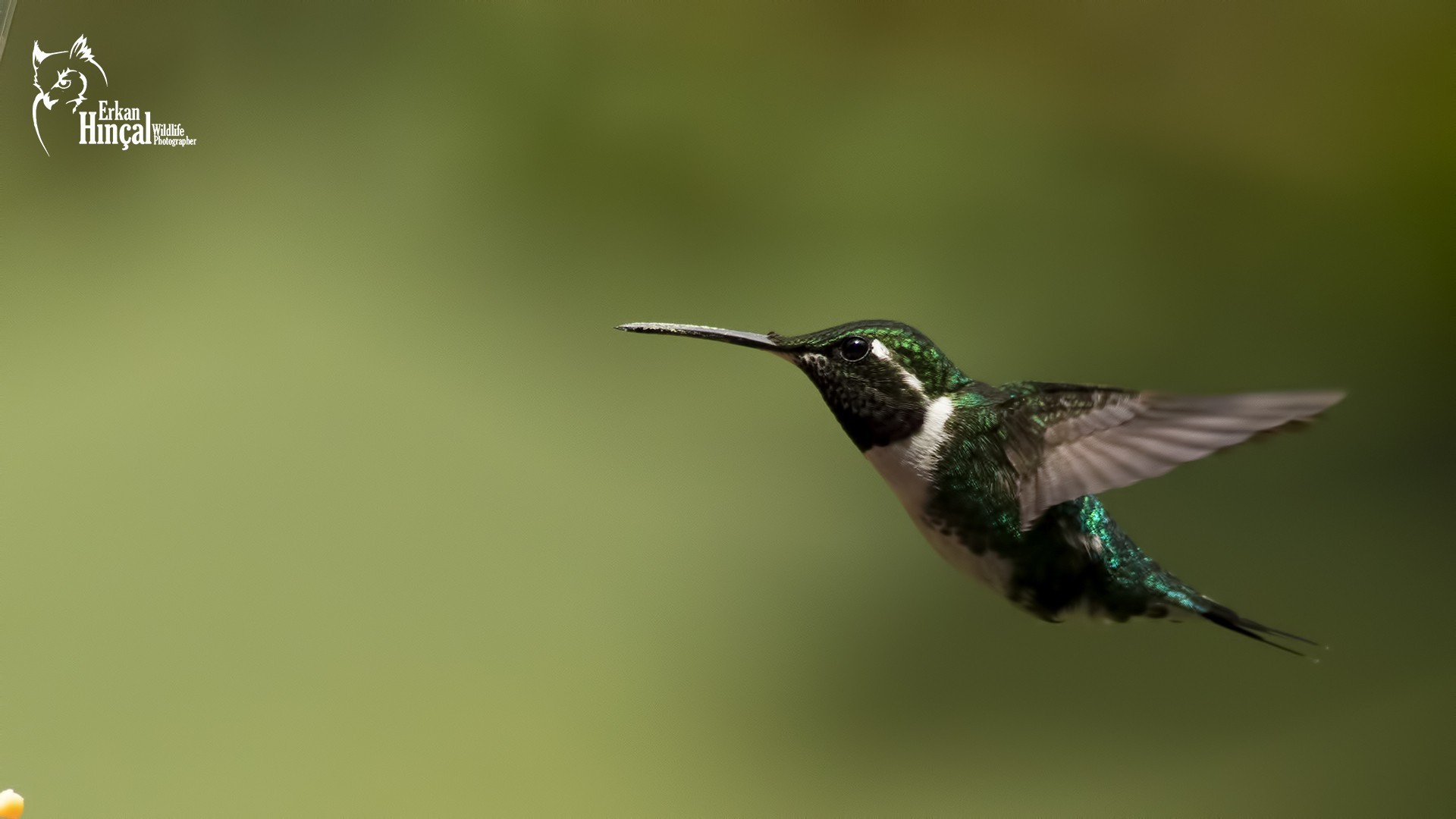 White-bellied Woodstar