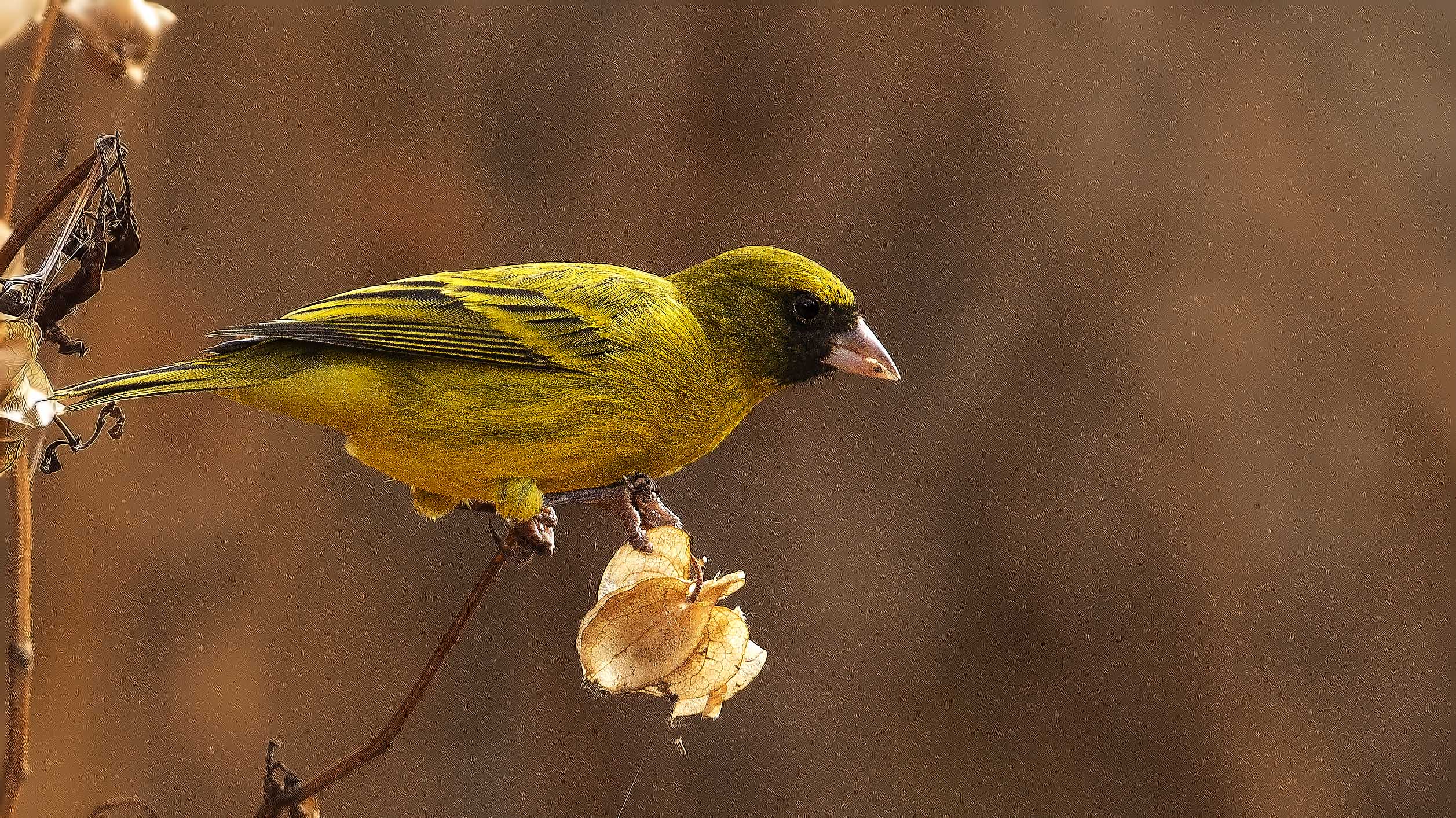 African Citril — Ana fotoğraf