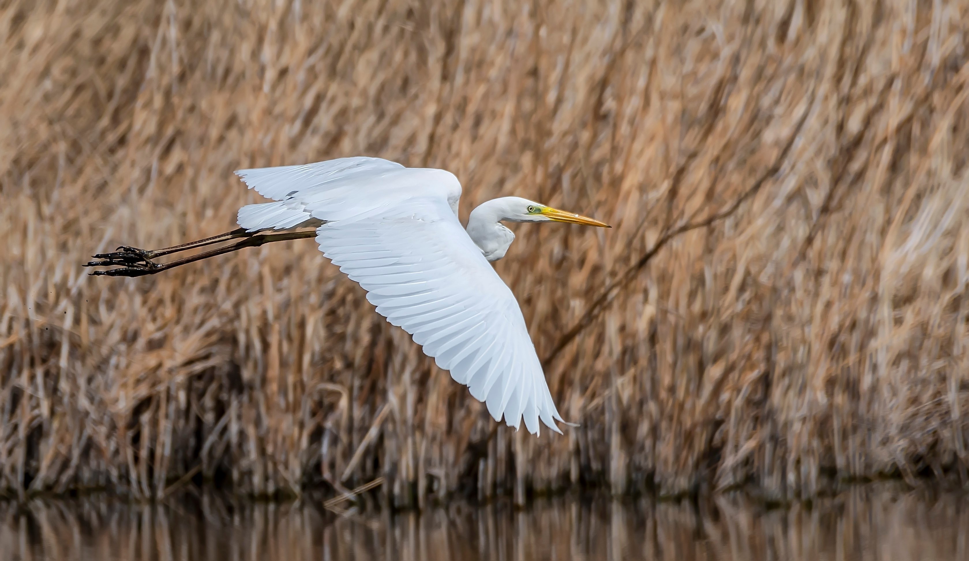 Great White Egret