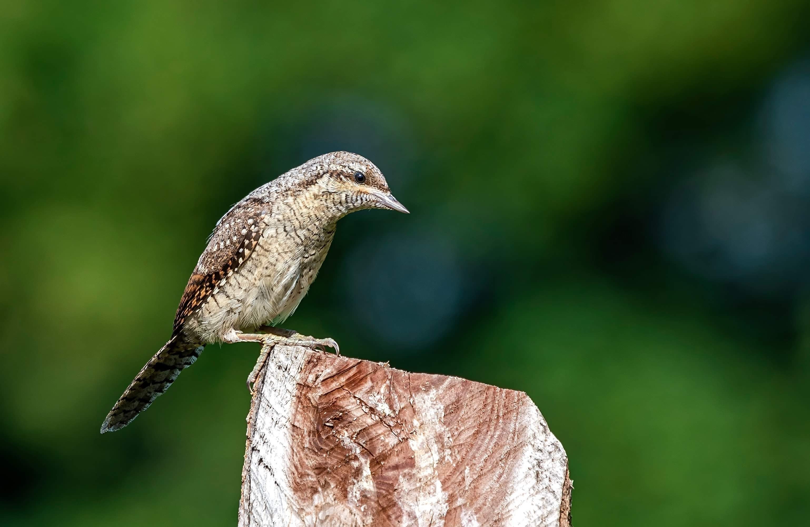 Eurasian Wryneck