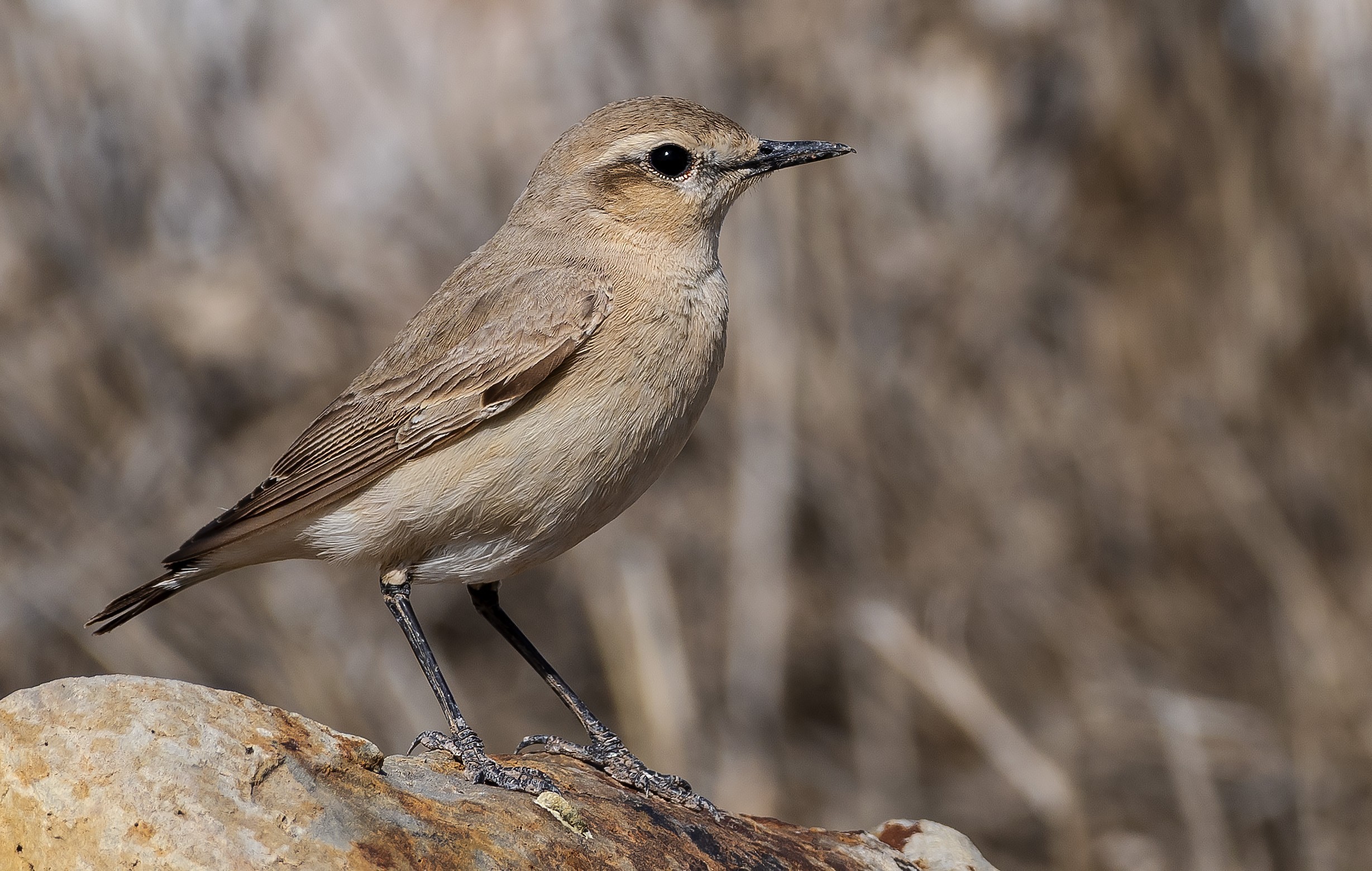 Isabelline Wheatear