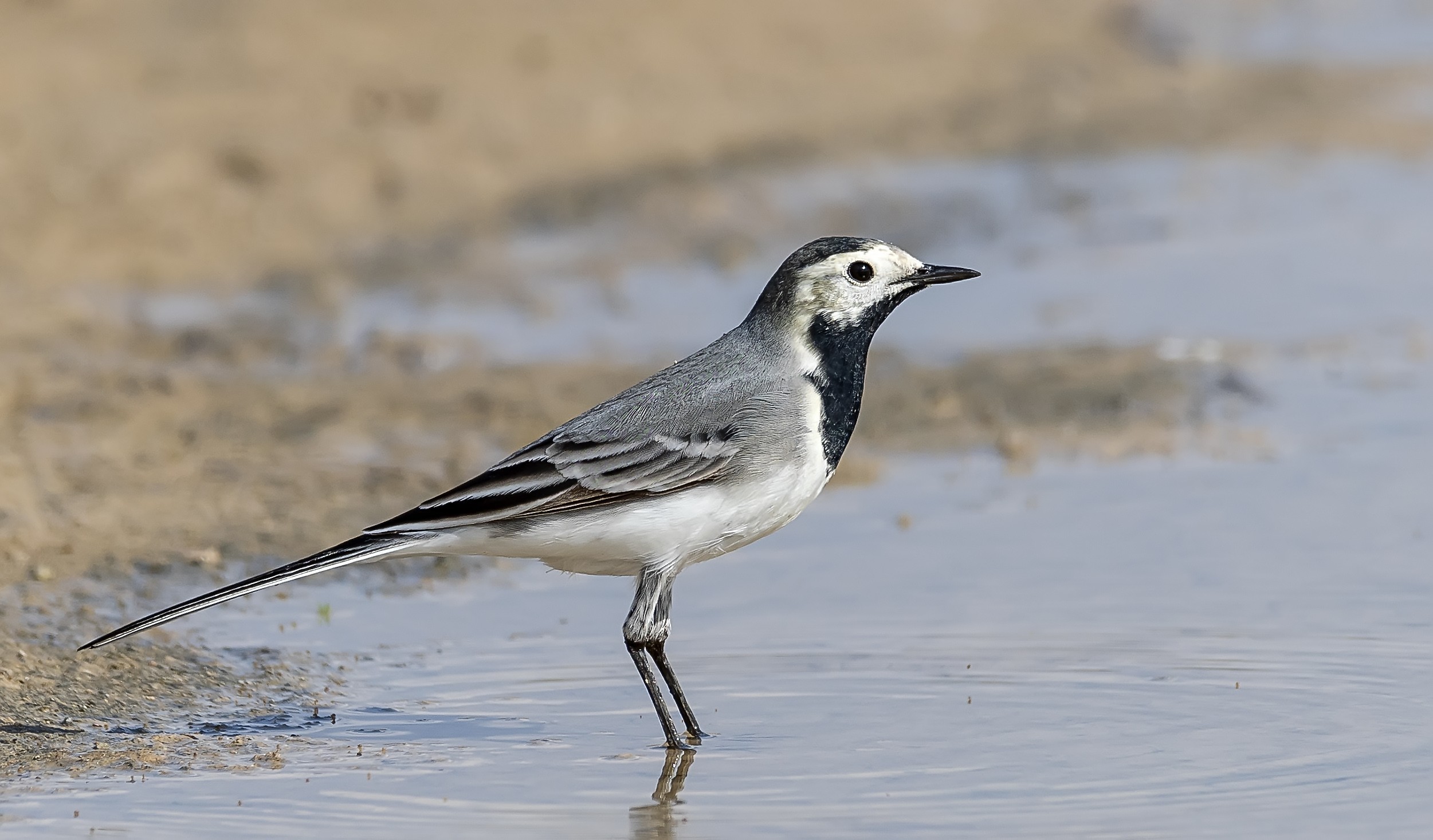 White Wagtail — Ana fotoğraf