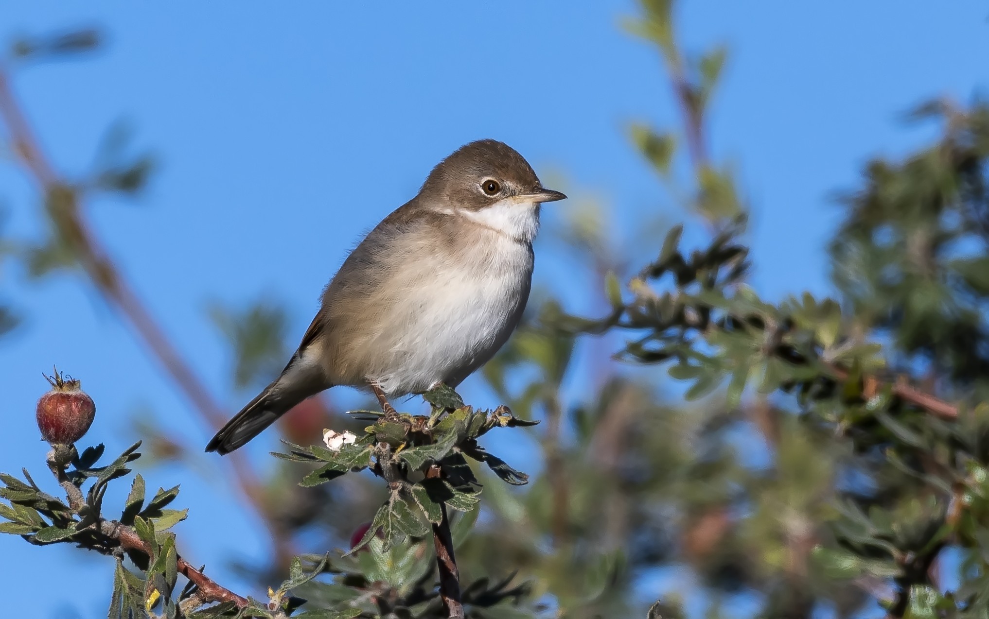 Greater Whitethroat