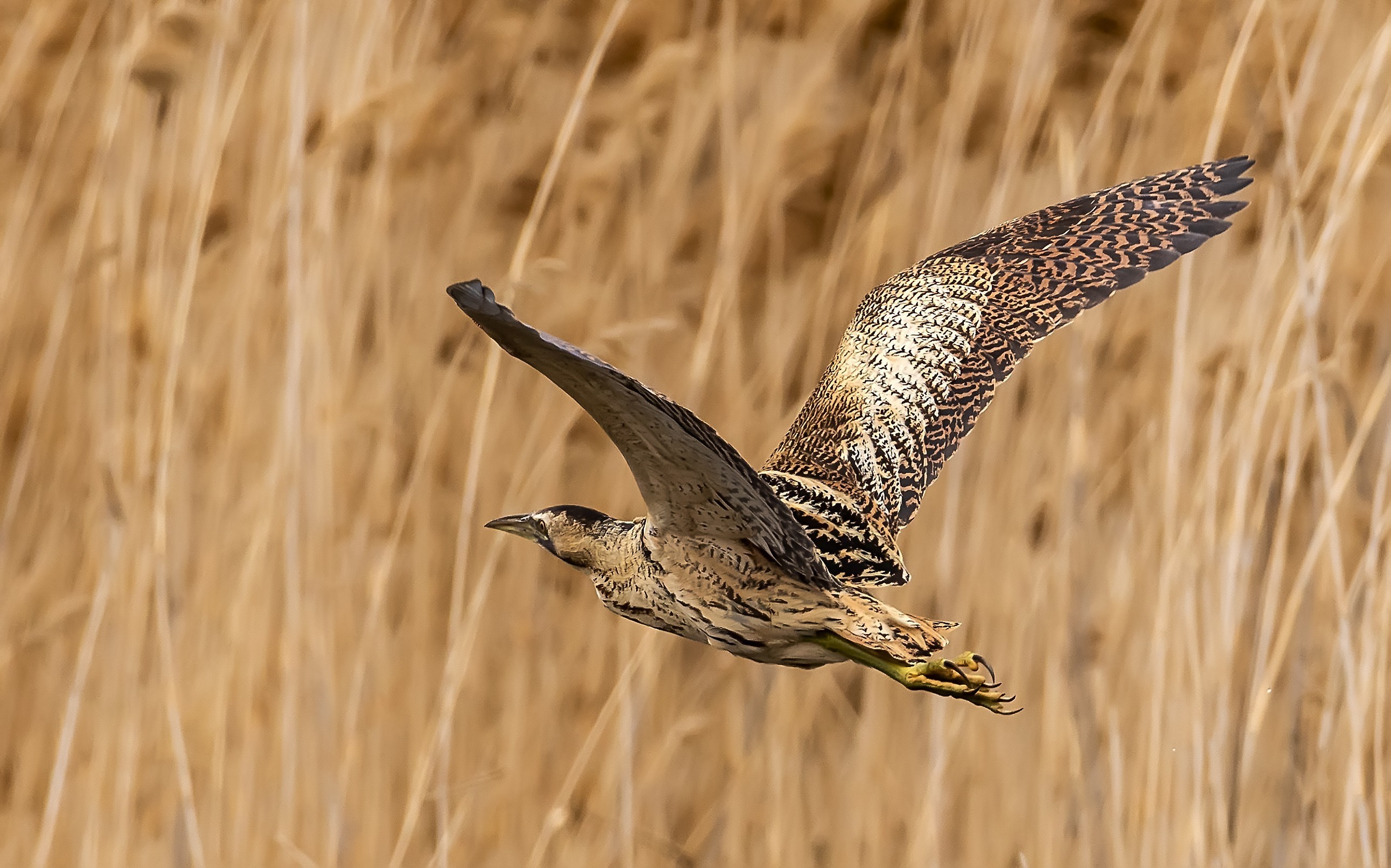 Eurasian Bittern
