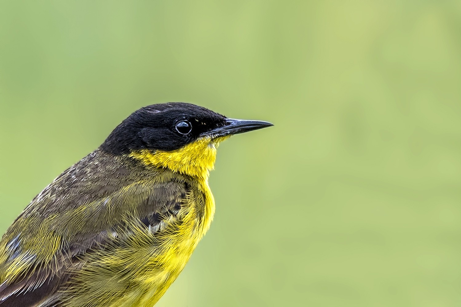 Yellow Wagtail
