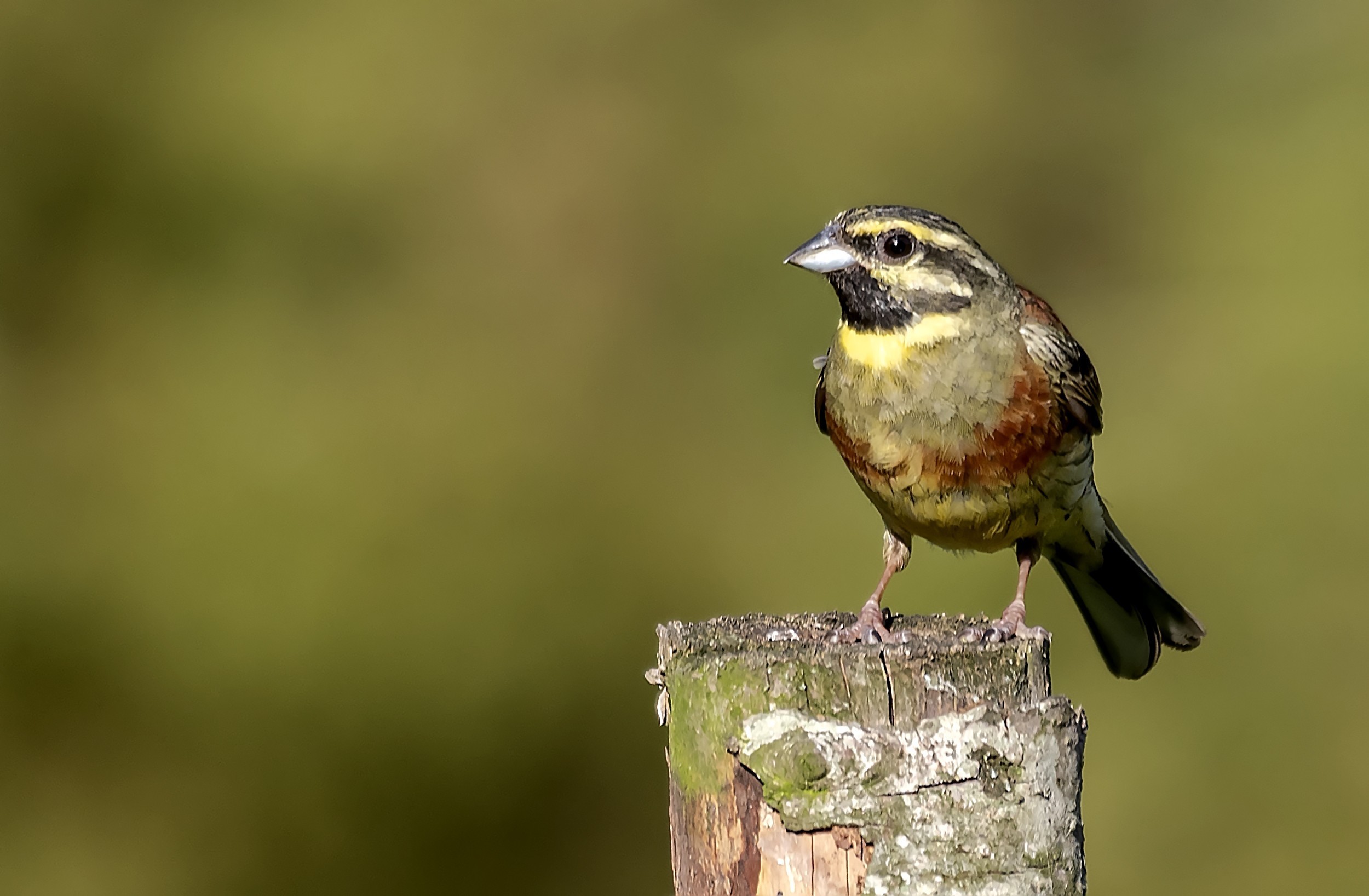 Cirl Bunting