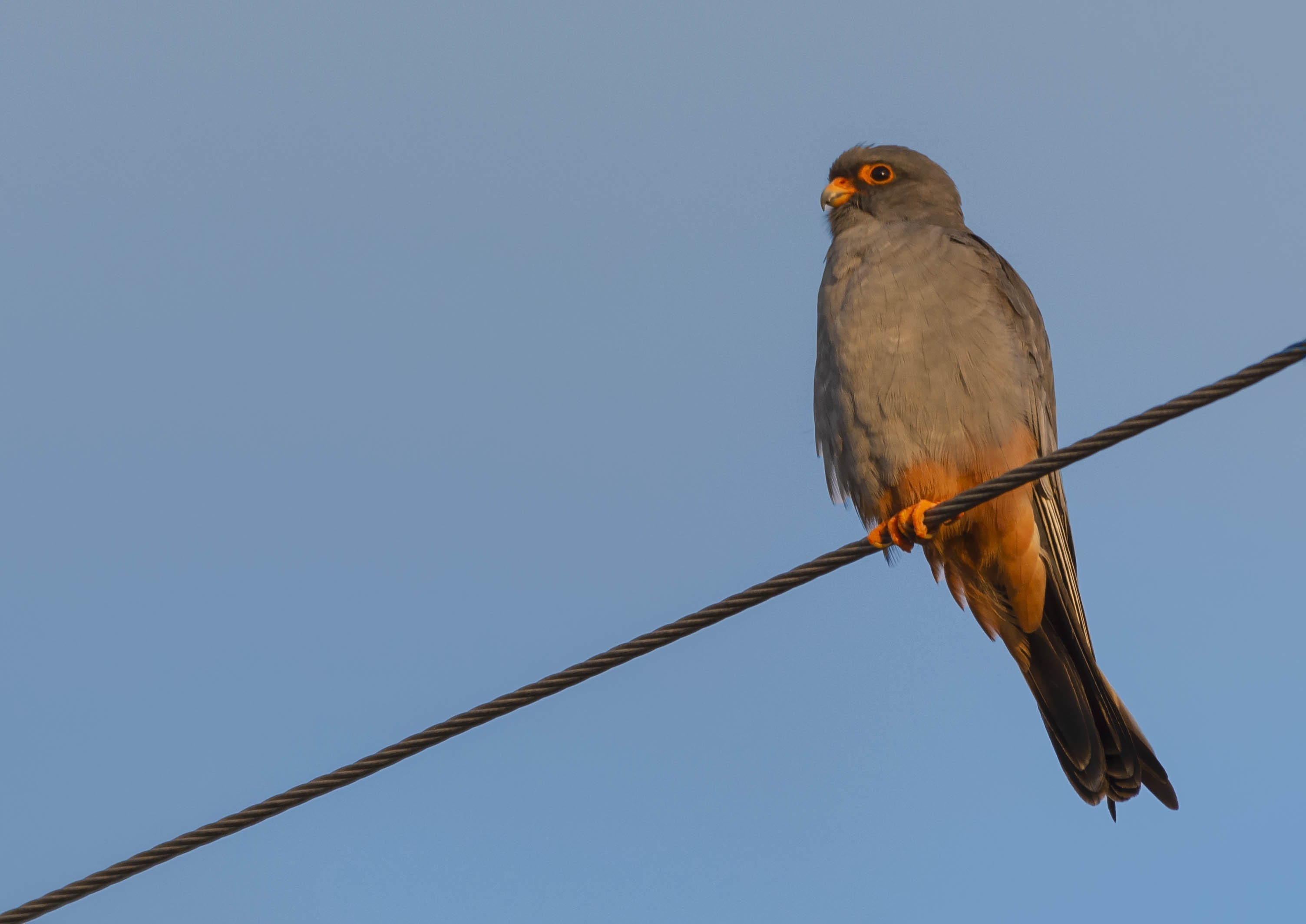 Red-footed Falcon — Ana fotoğraf
