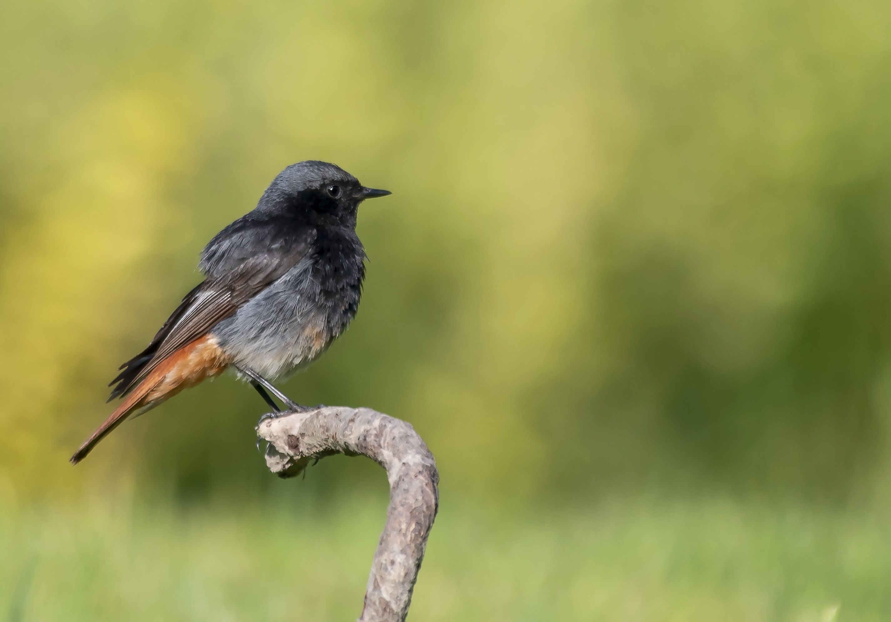 Black Redstart