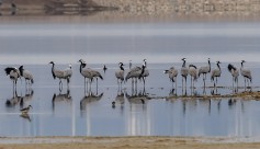 Demoiselle Crane