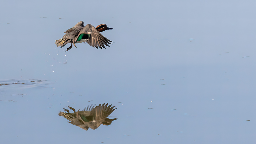 Green-winged Teal