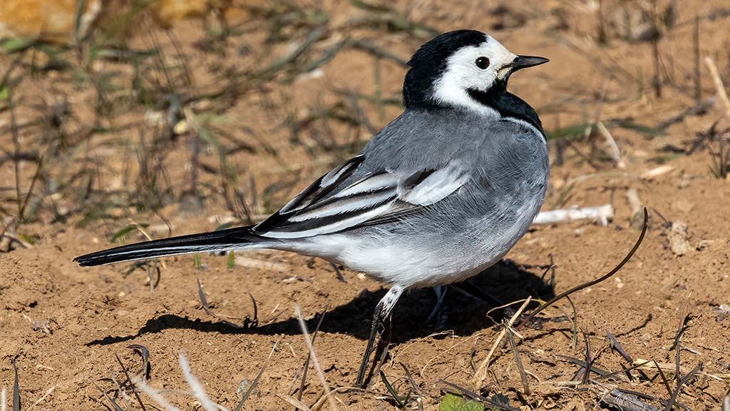 White Wagtail