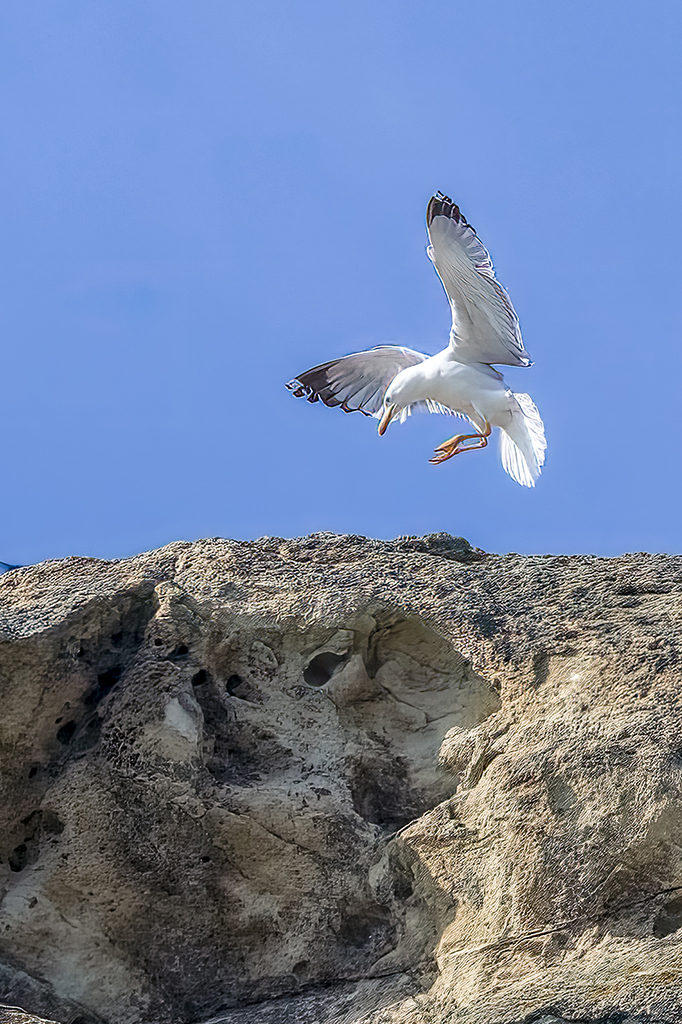 Yellow-legged Gull