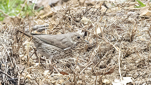 Mistle Thrush