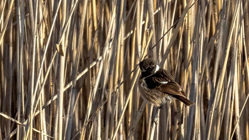 European Stonechat