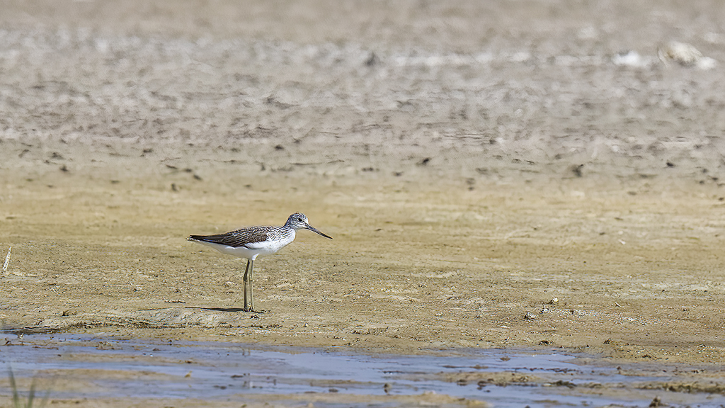 Common Greenshank — Ana fotoğraf